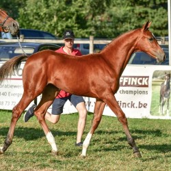 filly Foncetti x Lancer